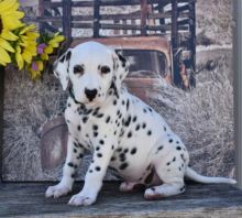 Dalmatian Puppies