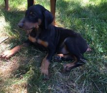 Doberman Pinscher Puppies