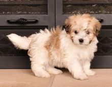 Havanese Puppies