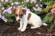 Jack Russell Terrier Puppies