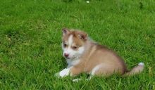 Male and female Pomsky pups