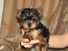 Male and female Yorkie puppies