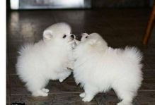 Pomeranian Puppies