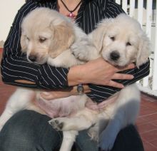 Retriever puppies for adoption