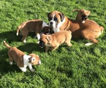 Seeking a good home for my Boxer puppies.