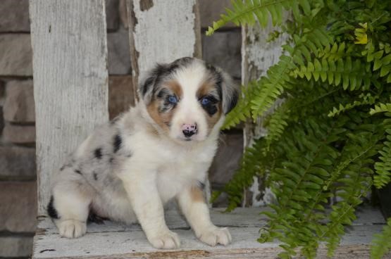 Australian Shepherd Puppies Image eClassifieds4u