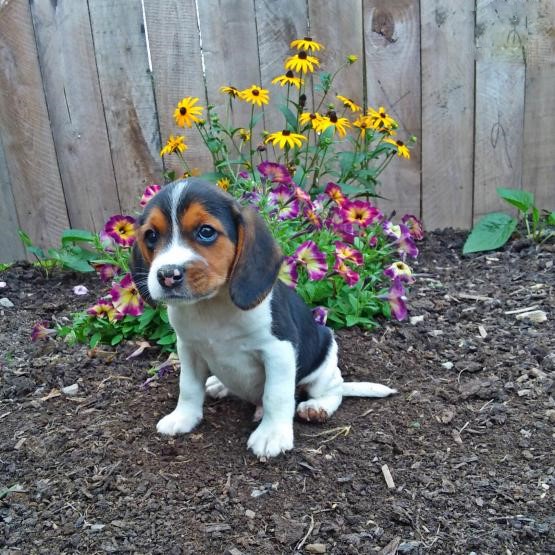 Beagle Puppies Image eClassifieds4u