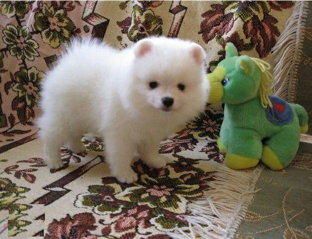 Beautiful Pomeranian puppies Image eClassifieds4u