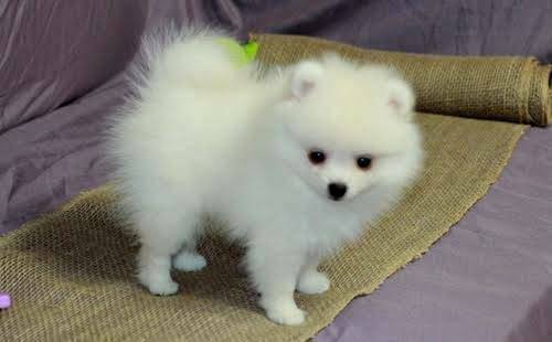 Beautiful, white Pomeranian girl is looking for good home Image eClassifieds4u