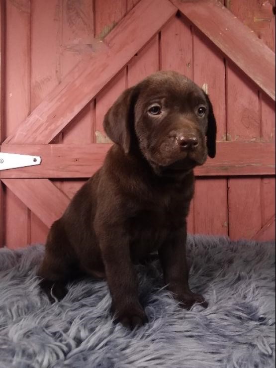 Chocolate Labrador Retriever Puppies Image eClassifieds4u