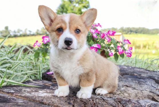 Corgi Puppies Image eClassifieds4u
