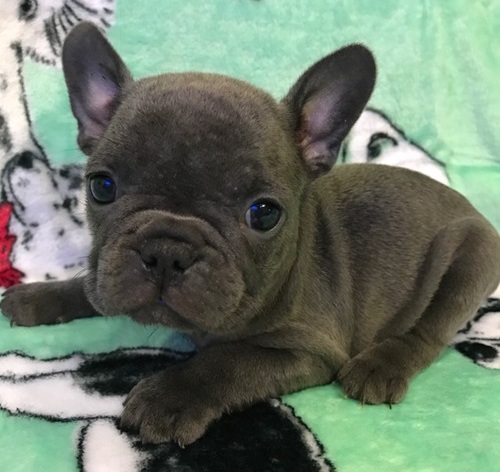 FRENCH BULLDOG PUPPIES Image eClassifieds4u