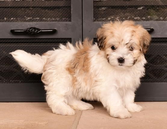 Havanese Puppies Image eClassifieds4u