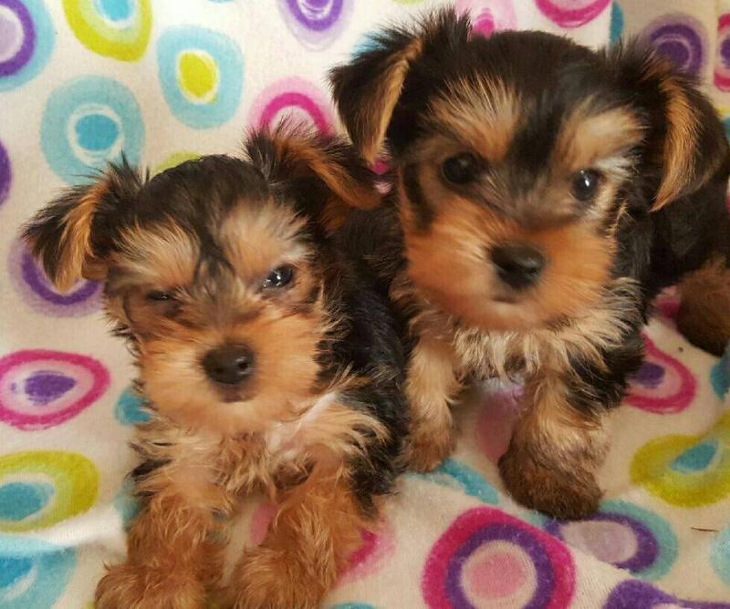 little Yorkie pup 12 weeks old Image eClassifieds4u