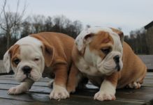 AKC quality French Bulldog Puppy for free adoption!!! Image eClassifieds4U