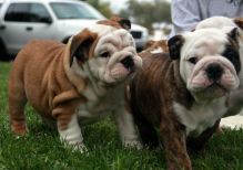 English Bulldog Puppies Image eClassifieds4U