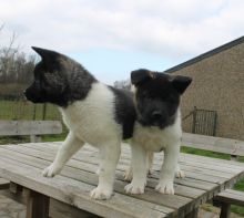Gorgeous Akita puppies available Image eClassifieds4U