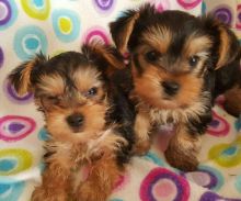 little Yorkie pup 12 weeks old Image eClassifieds4U