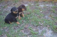 Male and female Rottweiler puppies Image eClassifieds4U