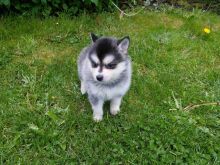 Pomsky puppy Image eClassifieds4U