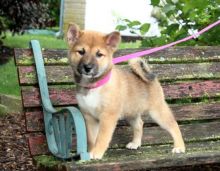 Shiba Inu Puppies Image eClassifieds4U