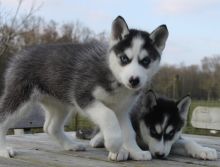 Sweet Siberian Husky Puppies Image eClassifieds4U