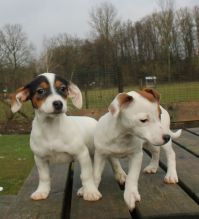 Beautiful True Black/White Jack Russel Male Image eClassifieds4U