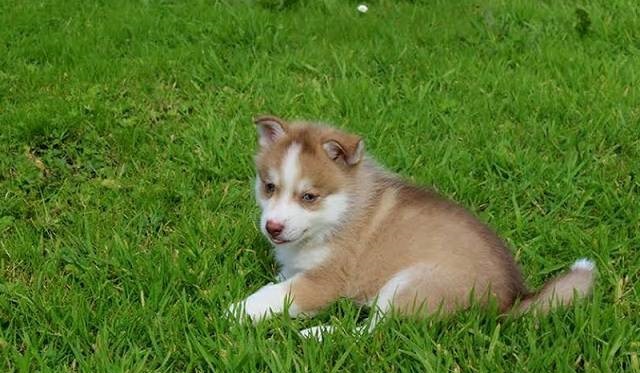 Male and female Pomsky pups Image eClassifieds4u