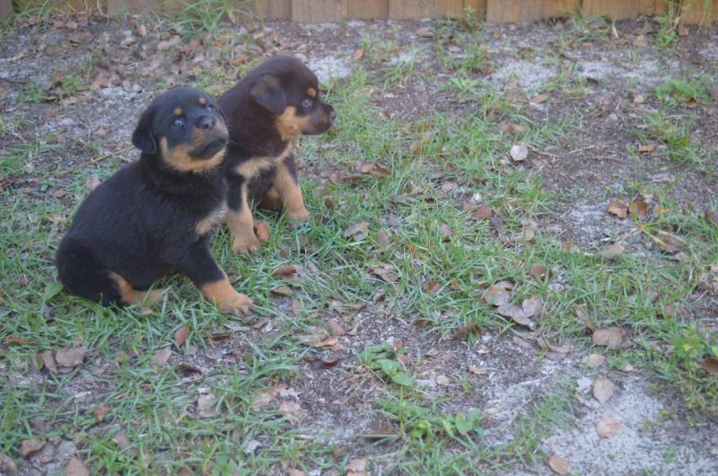 Male and female Rottweiler puppies Image eClassifieds4u