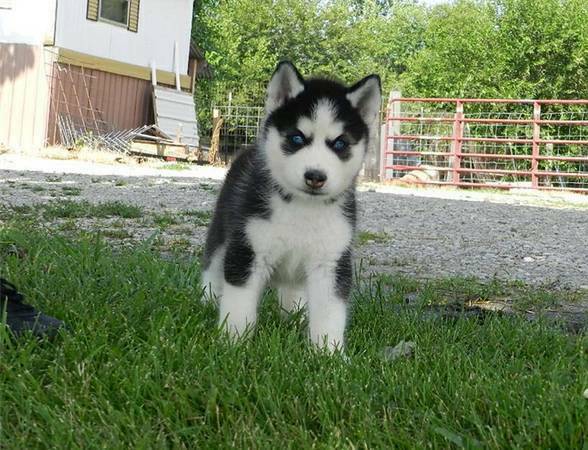 Pure Bred Full Pedigree Siberian Husky Pups Image eClassifieds4u