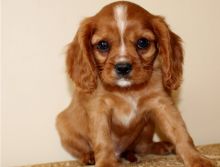 Purebred Registered Cavalier king Charles puppies