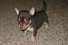 2 Cute male and female Chihuahua puppies