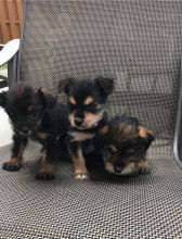 Cute Yorkie puppies for adoption