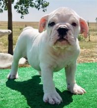Lovely Male and Female english Bulldog Available