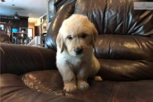 Male and Female Golden Retriever Puppies Available