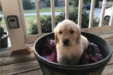 Registered Golden Retriever Puppies