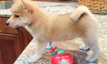 Sweet Shiba Inu Puppies For New Homes