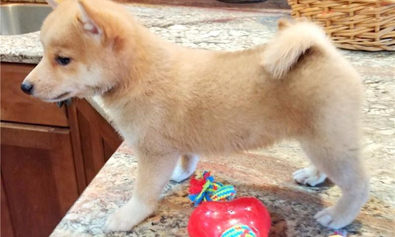 FAMILY RAISED SHIBA INU PUPPIES IN nEED OF PETS LOVING HOME Image eClassifieds4u