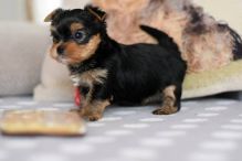 2 purebred female Yorkie puppies in need of a good home