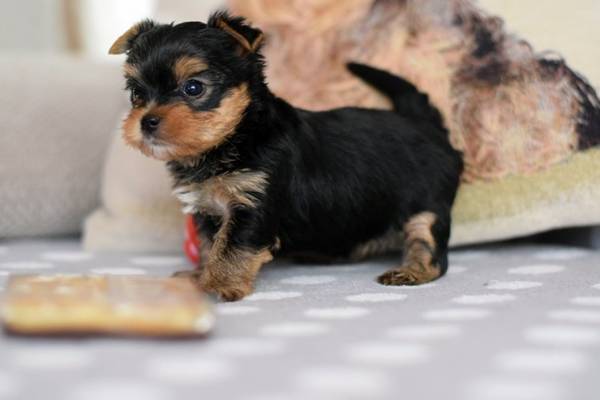 Cute male and female 12 weeks old Yorkie puppies ready for someone to love them Image eClassifieds4u