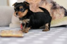 Cute male and female 12 weeks old Yorkie puppies ready for someone to love them Image eClassifieds4U