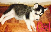 Akc registered Siberian Husky puppies