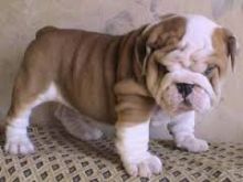 Gorgeous English Bulldog puppies available