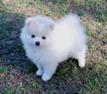 Priceless White Pomeranian Puppy For Adoption