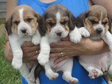 Superb Beagle puppies for adoption.