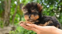 Two adorable 12 week old puppies Morkie