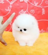 Two Awesome T-Cup Pomeranian Puppies