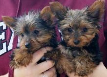 Yorkie Puppies Males & Females