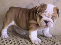 Gorgeous English Bulldog puppies available Image eClassifieds4u
