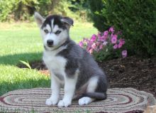 AKC Husky Puppies Image eClassifieds4U